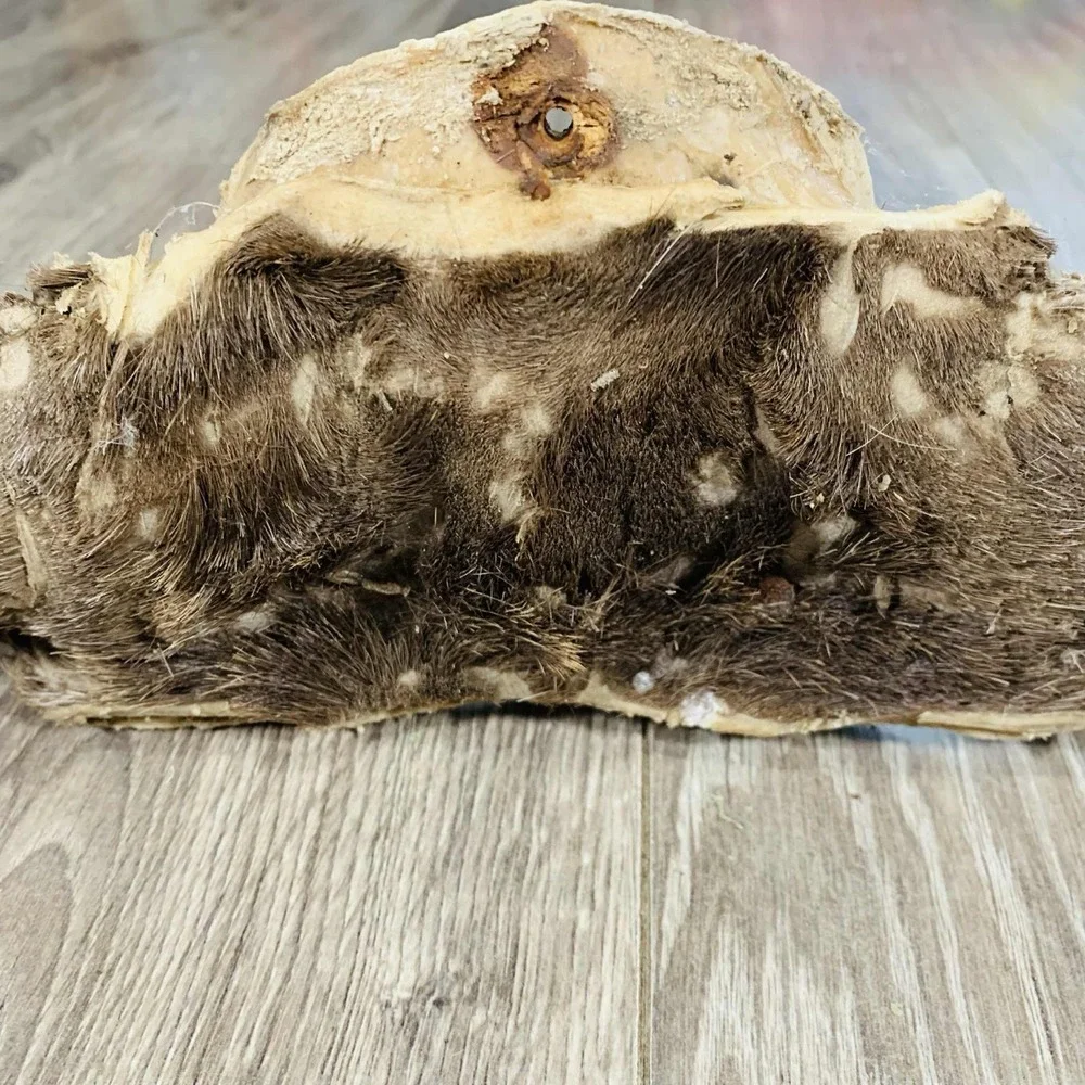 Naturally Shed Wild Moose Antler (Horn, Knife, Carving, Chew, Taxidermy) Full - Picture 10 of 15